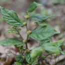 펠리온나무 Pellionia scabra Benth. 이미지