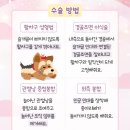 판교 행복한 동물병원 | 슬개골탈구 / 슬개골탈구 수술 &lt;판교행복한동물병원&gt;