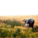 감자서리 이미지