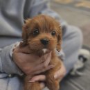 강아지클럽 | 안양강아지분양 우리 댕댕이 가족 된 썰풀어요 사랑스러운 반려견 맞이한 후기