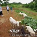 지민목장 이미지