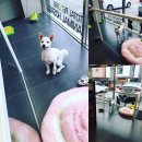 미사마이펫동물병원 이미지