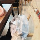 신세계불고기전문점 | (창원/진해) 가성비 좋은 불고기 점심특선 '신세계 불고기' (애견 동반 가능)