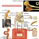 골다공증의 이해와 치료 이미지