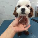 24시청주i동물병원 이미지