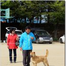 마한애견 이미지