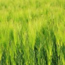 고바우산장 이미지