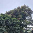 성읍민속마을 이미지