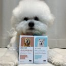 프롬퍼피 이미지