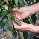 종일농원 이미지