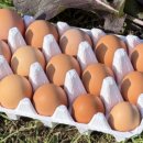 임홍식농장 이미지