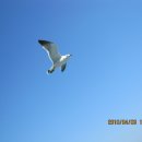 부산갈매기 이미지