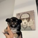 오독안심분양센터 강아지분양 고양이분양 시흥점 이미지