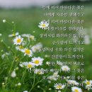 널;닮은꽃 이미지