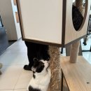마오카페(MAO CAFE) | 홍대 고양이 카페 '고양이 멀티카페 마오' 내돈내산 방문 후기 ㅣ 이색 데이트, 홍대 플스&amp;닌텐도
