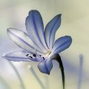 치커리(chicory) 이미지