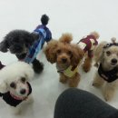 리틀애견 이미지