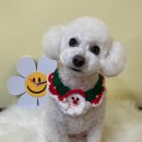 살롱드 베베 이미지