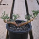 다육이화원