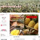 파인애플그룹 이미지