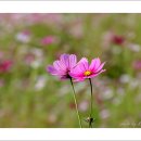 보나농장 이미지