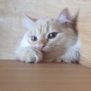 아리's dog | 초보집사를 위한 고양이 키우는 데 드는 비용 및 꿀팁