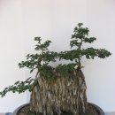 제천제일고등학교 이미지