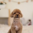 황제 펫 이미지