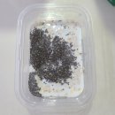 고산이모 이미지