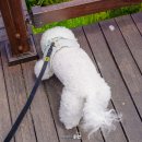 경풍루 | 경주 애견동반 여행 풍력발전단지 바람의언덕 나들이가자