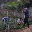 백하수오집민박 이미지