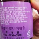 석송아로니아 이미지