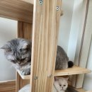 미미캣살롱&고양이호텔 이미지