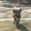 저단16 | 16살 노견 신부전 화식 후기, 도거박스 먹고 달라진 크레아티닌 변화