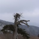 태고의 신비 태백산, 그 만고불멸의 길을 걷다 이미지