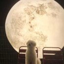 슈가몽 애견펜션 이미지