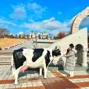 전북 드라이브 코스 임실치즈마을 임실치즈테마파크 치즈체험 피자