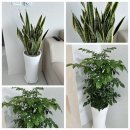 우림농원 | 🌿청주 오창꽃집｜산세베리아 &amp; 녹보수｜오창 우림아파트 외국인 손님 배송 후기