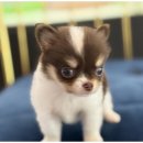 도그마루 강아지고양이 무료분양 | 대구도그마루에서 특별한 강아지, 고양이분양 후기