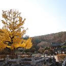 임고서원의 은행나무 이미지