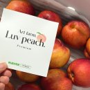 금봉 농장 | 아트팜농원 복숭아 후기 산지직송 복숭아 선물용 추천