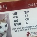 한국고양이혈액센터 이미지