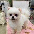 김성균애견미용학원 이미지