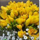 후리지아 이미지