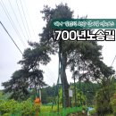 원주굽이길 2코스 700년 노송길 | 원주 굽이길 2코스 700년 노송길 트레킹