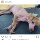 온나펫 네이버블로그