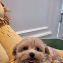 은하수펫샵 이미지