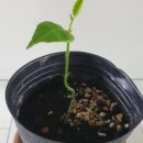 요기프룻 이미지