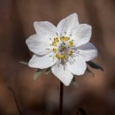 할렐루야기름집 이미지