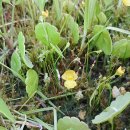 Utricularia gibba(통발 기바) 이미지